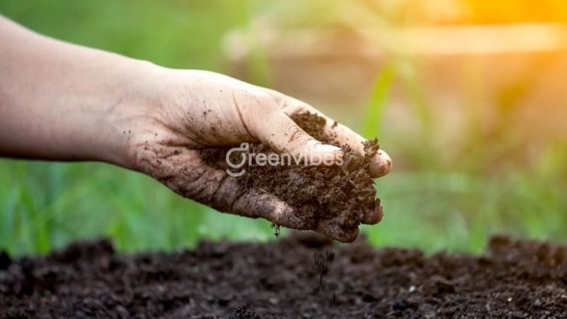 bon-voi-cho-cay-mai-4 Bón vôi đối với đất sét, đất thịt hoặc đất cát