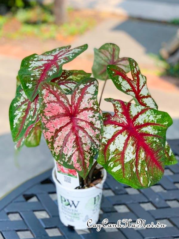 Bottle Rocket Caladium