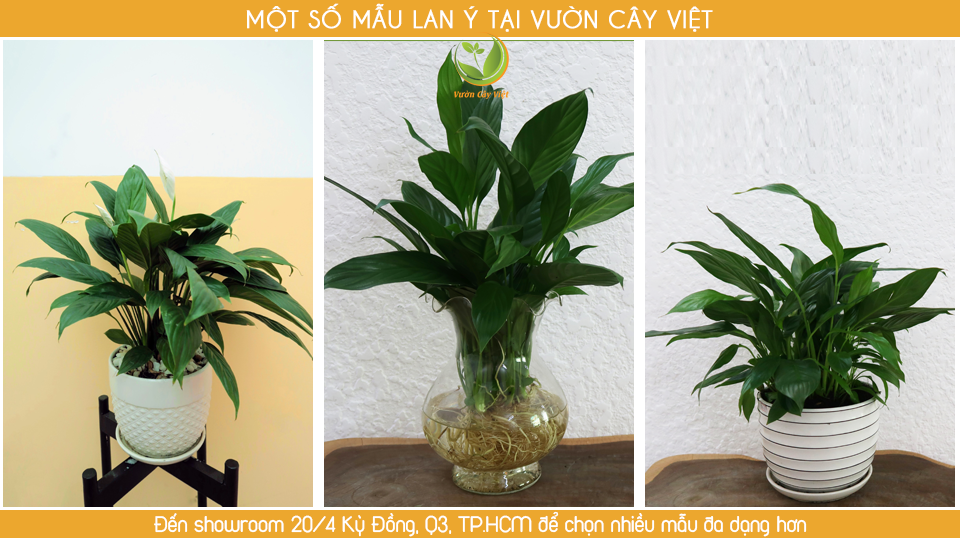 bst-lan-y bst-lan-y.png