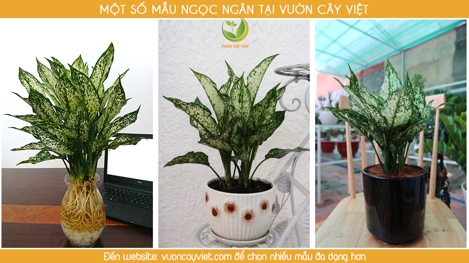 bst-ngoc-ngan.png