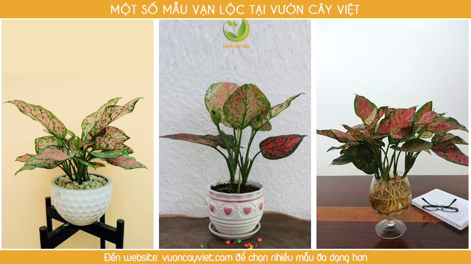 bst-van-loc bst-van-loc.png