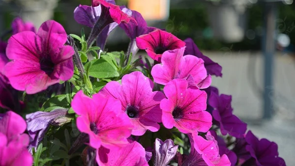 Ý nghĩa đặc biệt của hoa dạ yến thảo