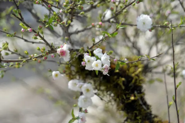 c3bd-nghc4a9a-cc3a2y-nhe1baa5t-chi-mai Ý nghĩa Cây Nhất Chi Mai