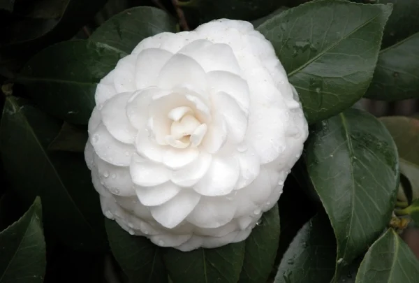 Ý nghĩa thú vị của hoa trà my theo màu sắc 