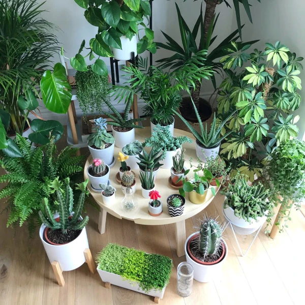 c491e1bab7c-c491ie1bb83m-ce1bba7a-phc3a2n-bc3b3n-cho-cc3a2y-ce1baa3nh Đặc điểm của phân bón cho cây cảnh