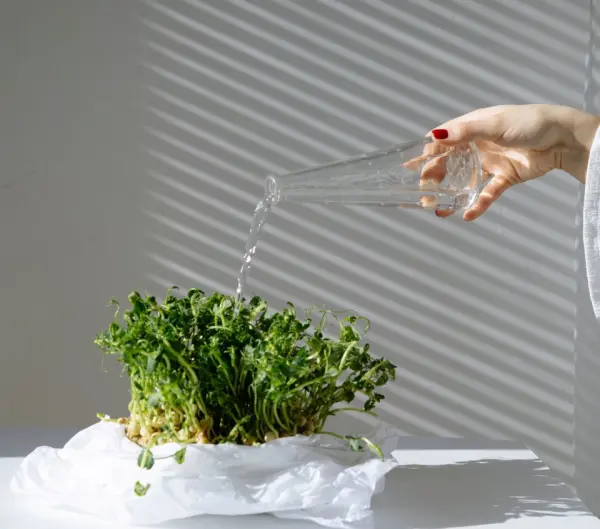 Đặt rau mầm ở nơi có ánh sáng tốt