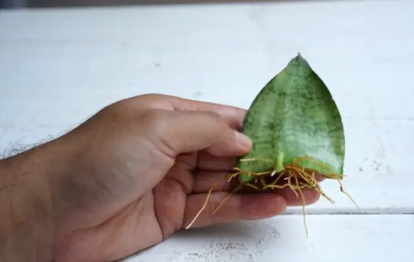 c6b0c6a1m-lc6b0e1bba1i-he1bb95 ươm lưỡi hổ