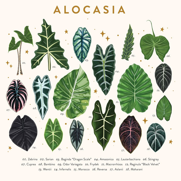 cac-dang-la-cua-dong-cay-alocasia Các dạng lá của dòng cây Alocasia