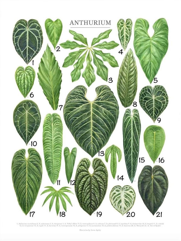 cac-dang-la-cua-dong-cay-anthurium Các dạng lá của dòng cây Anthurium