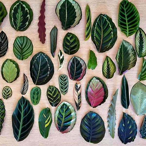 cac-dang-la-cua-dong-cay-calathea Các dạng lá của dòng cây Calathea