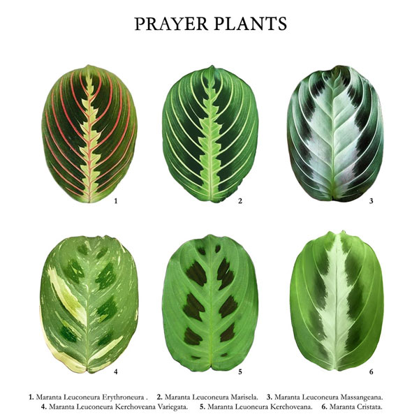 cac-dang-la-cua-dong-cay-maranta Các dạng lá của dòng cây Maranta