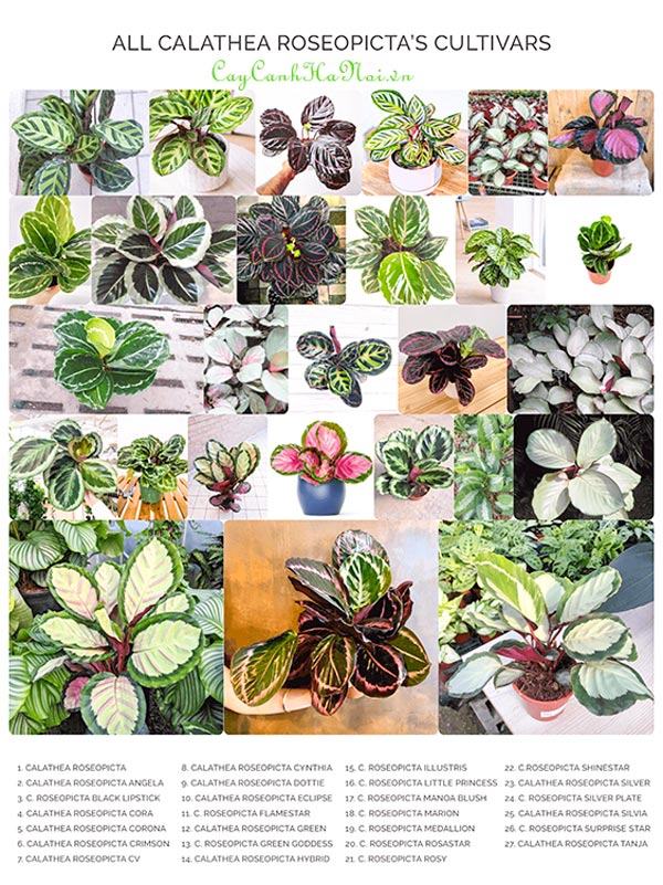 Các loại cây calathea roseopicta