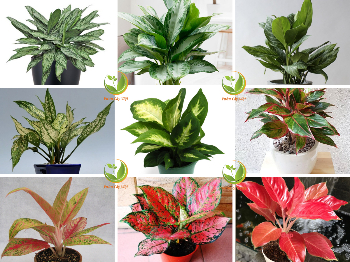 cac-loai-cay-canh-de-trong-danh-cho-nguoi-moi-lam-quen-lan-dau-5.png