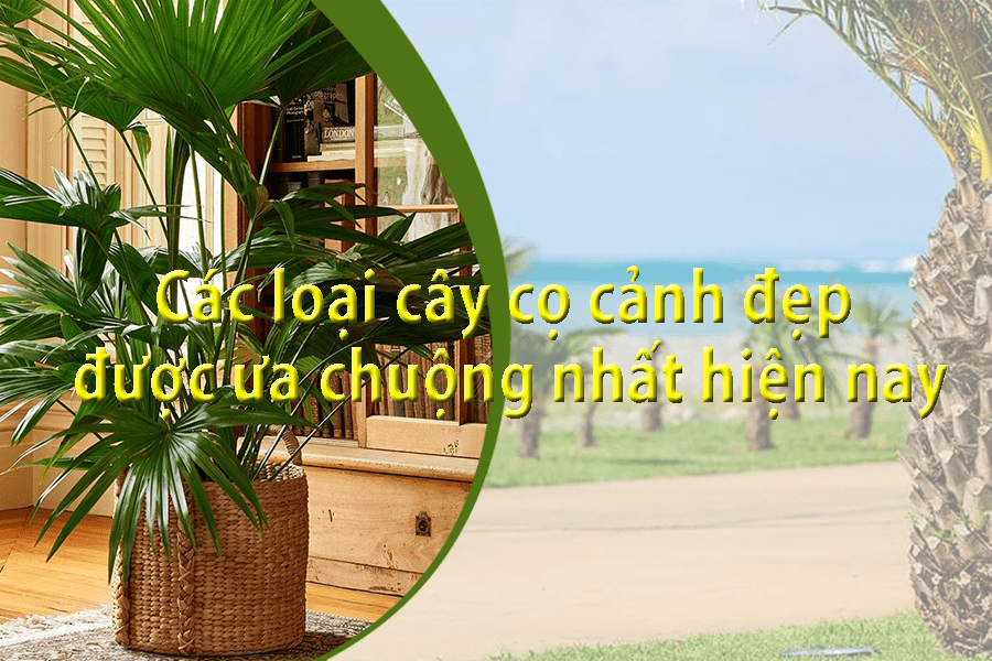 Các loại cây cọ cảnh đẹp được ưa chuộng nhất hiện nay