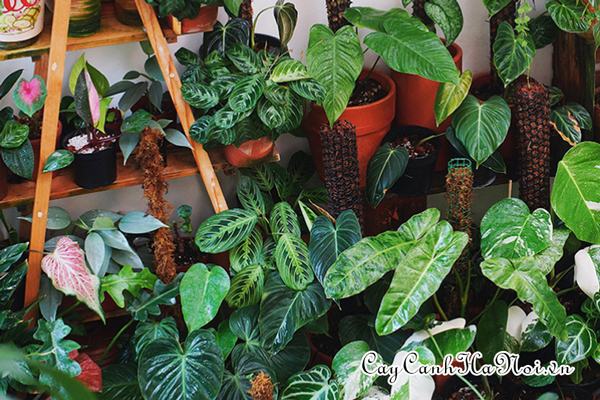 cac-loai-cay-kieng-la-dep Các loại cây kiểng lá đẹp