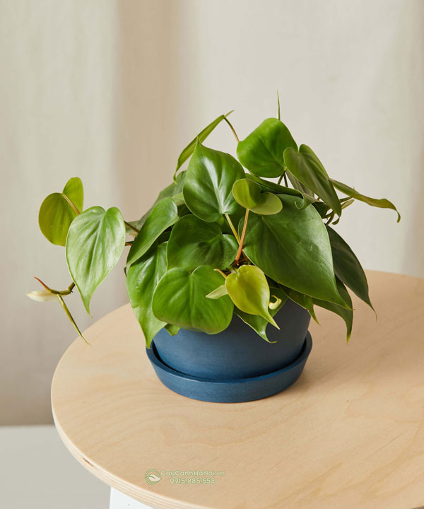 Các loài cây Philodendron dễ chăm sóc