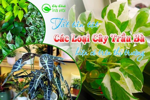 Các loại cây trầu bà hiện có trên thị trường