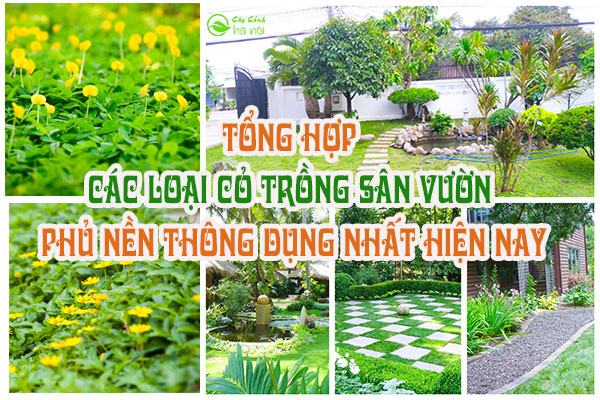 Các loại cỏ trồng sân vườn