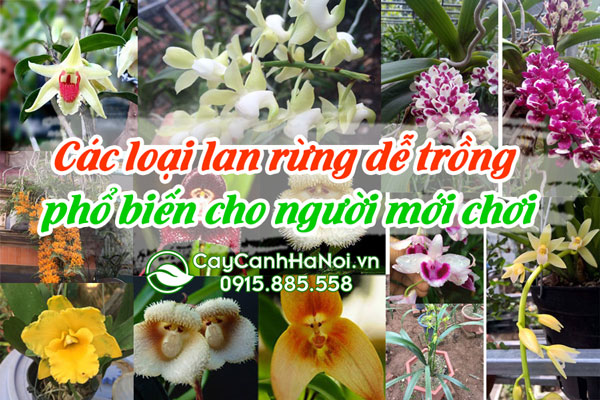 Các loại lan rừng dễ trồng phổ biến cho người mới chơi