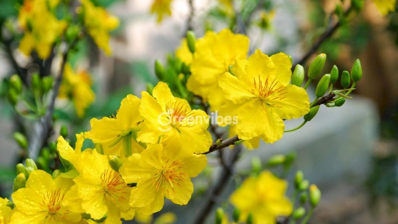 Các loại hoa mai 5 cánh và ý nghĩa của chúng trong ngày Tết