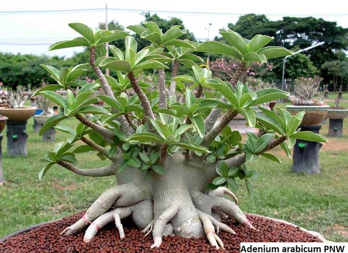 cac-loai-hoa-su-adenium-arabicum-1-vcv cac-loai-hoa-su-Adenium-Arabicum-1-vcv.jpg