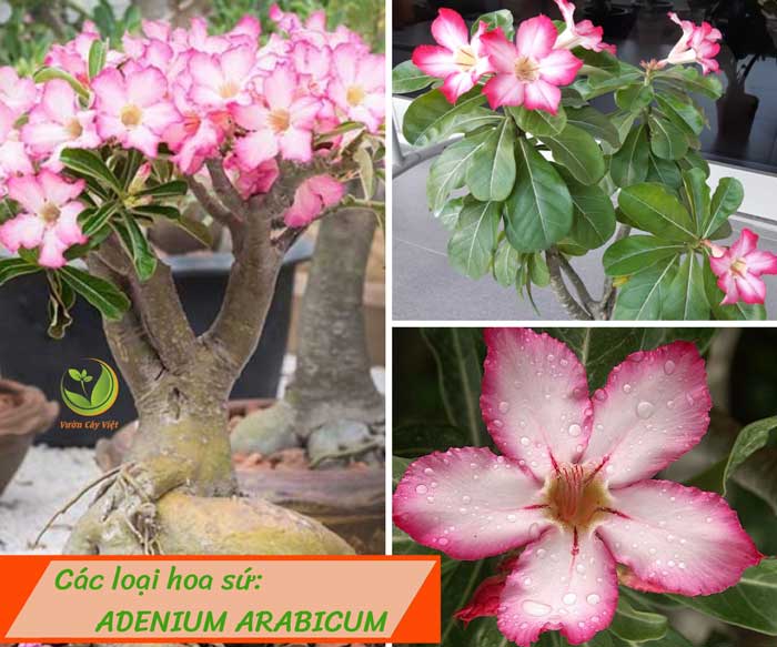 cac-loai-hoa-su-adenium-arabicum-vcv cac-loai-hoa-su-adenium-arabicum-vcv.jpg