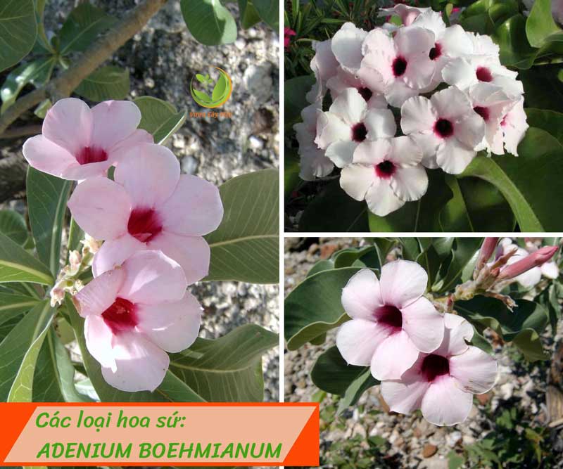 cac-loai-hoa-su-adenium-boehmianum-vcv cac-loai-hoa-su-adenium-boehmianum-vcv.jpg