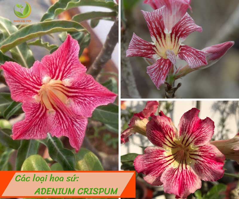 cac-loai-hoa-su-adenium-crispum-vcv cac-loai-hoa-su-adenium-crispum-vcv.jpg