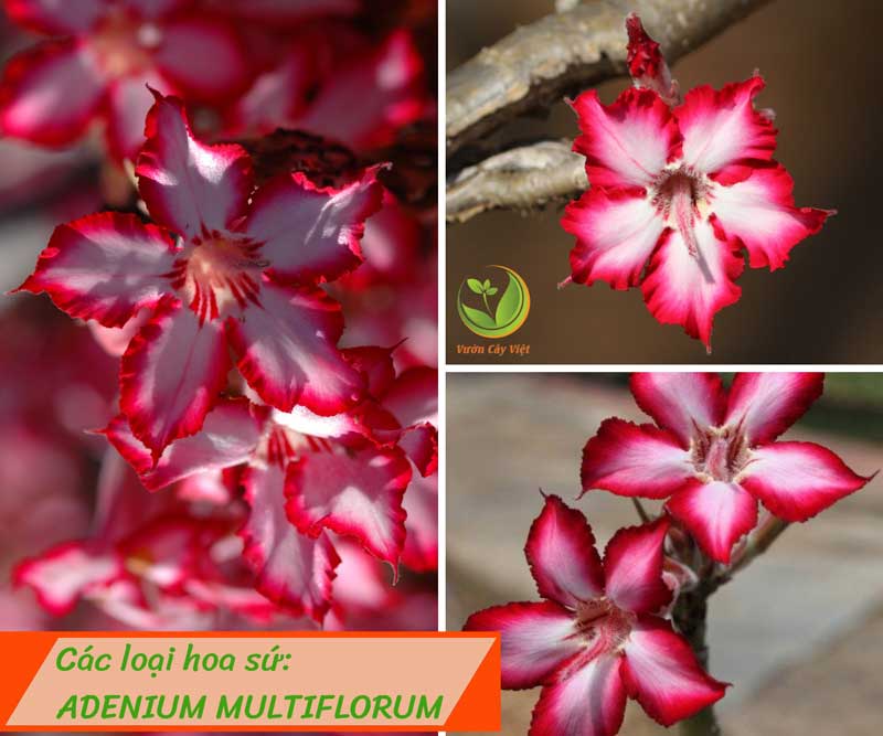 cac-loai-hoa-su-adenium-multiflorum-vcv cac-loai-hoa-su-adenium-multiflorum-vcv.jpg