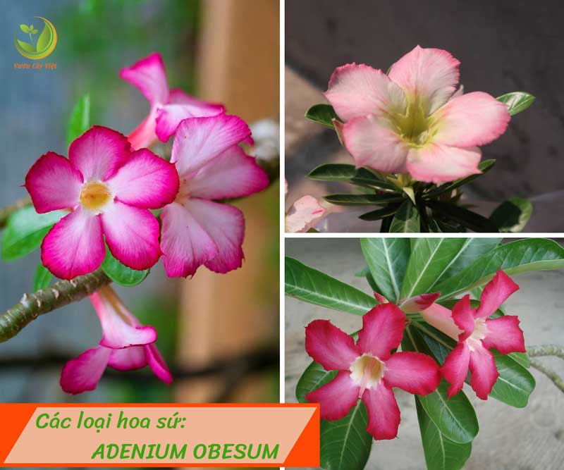 cac-loai-hoa-su-adenium-obesum-vcv cac-loai-hoa-su-adenium-obesum-vcv.jpg