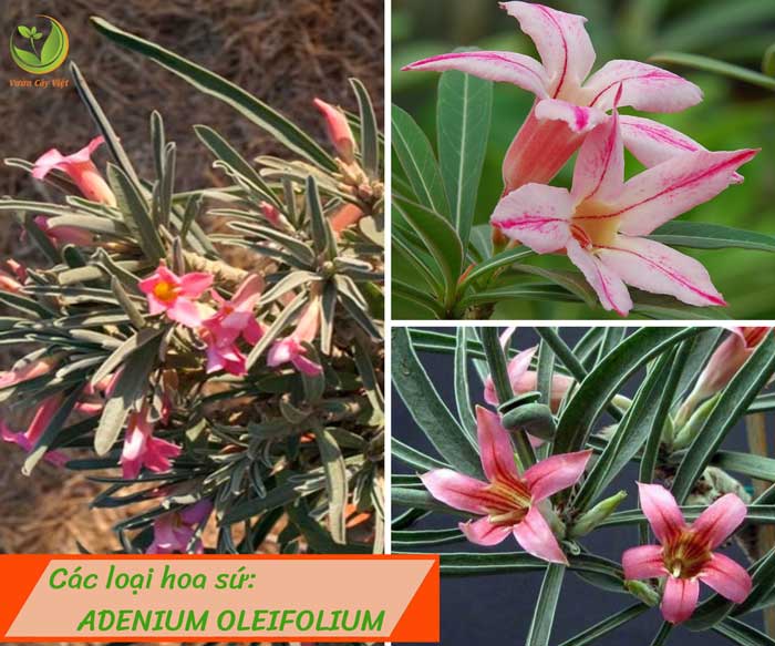 cac-loai-hoa-su-adenium-oleifolium-vcv cac-loai-hoa-su-adenium-oleifolium-vcv.jpg