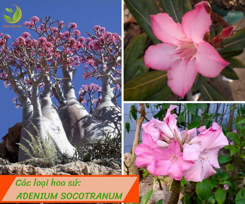 cac-loai-hoa-su-adenium-socotranum-vcv cac-loai-hoa-su-adenium-socotranum-vcv.jpg