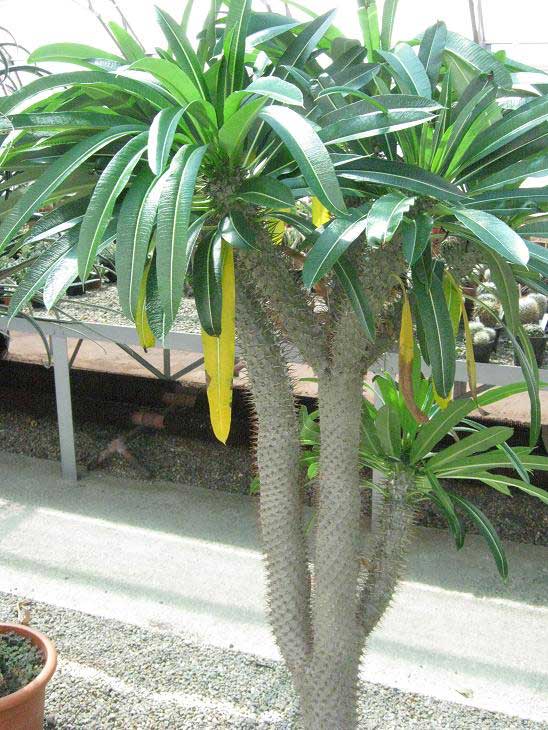 cac-loai-hoa-su-adenium-somalense-1-vcv cac-loai-hoa-su-adenium-somalense-1-vcv.jpg