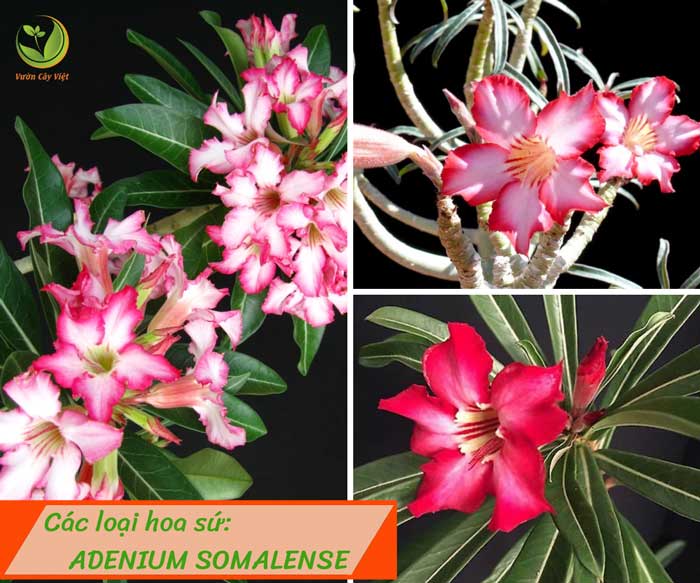 cac-loai-hoa-su-adenium-somalense-vcv cac-loai-hoa-su-adenium-somalense-vcv.jpg
