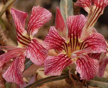 cac-loai-hoa-su-adenium-somalense-vs-adenium-crispum-vcv cac-loai-hoa-su-adenium-somalense-vs-adenium-crispum-vcv.jpg