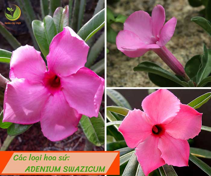 cac-loai-hoa-su-adenium-swazicum-vcv cac-loai-hoa-su-adenium-swazicum-vcv.jpg
