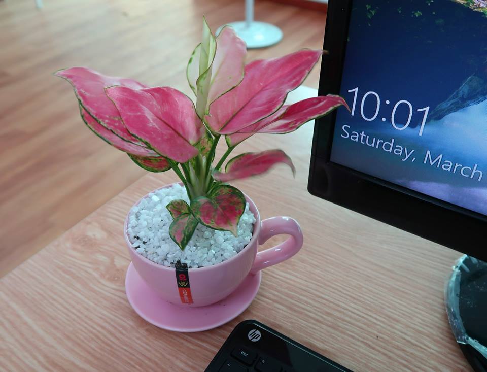 Cách bố trí cây cảnh trên bàn làm việc hợp lý cach-bo-tri-cay-canh-tren-ban-lam-viec-hop-ly-1.jpg