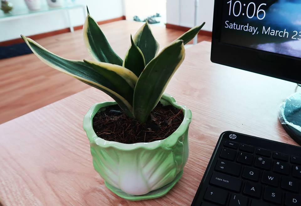 Cách bố trí cây cảnh trên bàn làm việc hợp lý cach-bo-tri-cay-canh-tren-ban-lam-viec-hop-ly-2.jpg