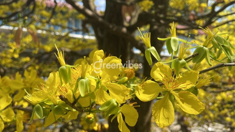 Cách bón phân cho mai sau Tết theo từng tháng trong năm