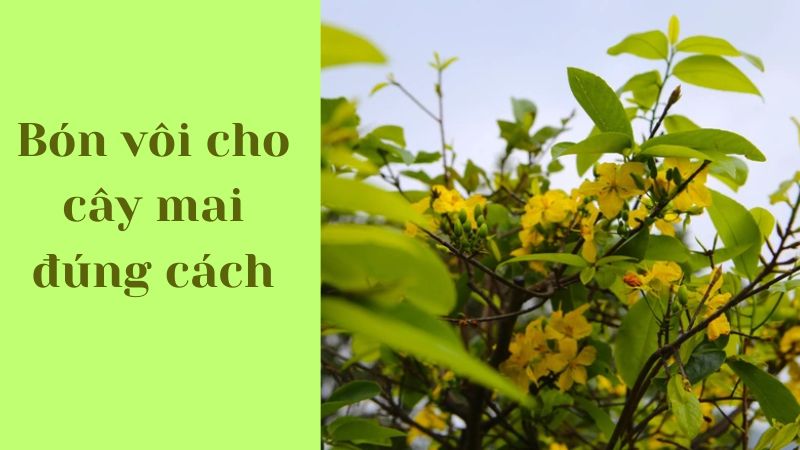 Cách bón vôi cho cây mai chơi Tết mà bà con cần biết