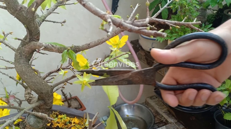 cách cắt gốc mai - Caycoi.net