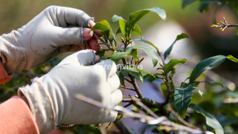 cách cắt mai sau tết - Caycoi.net