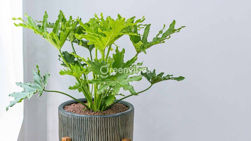 cach-cham-cay-trau-ba-thanh-xuan-3 Cách chăm cây trầu bà thanh xuân