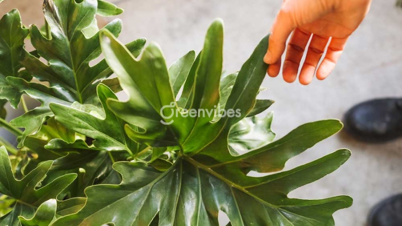 cach-cham-cay-trau-ba-thanh-xuan-4 Ngừa sâu bệnh hại cho trầu bà thanh xuân
