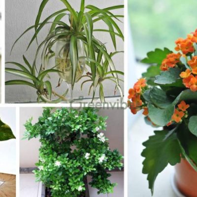 cach-cham-soc-cay-canh-trong-nha-1-400x400-2 Cách chăm sóc cây cảnh trong nhà luôn xanh và phát triển tốt