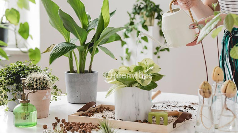 cach-cham-soc-cay-canh-trong-nha-2 Tưới cây cung cấp đủ độ ẩm cho cây phát triển tốt