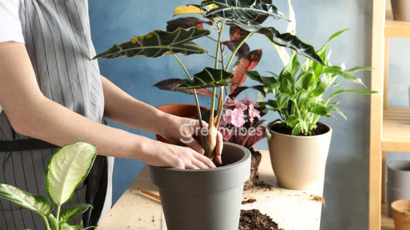 cach-cham-soc-cay-canh-trong-nha-3 Bổ sung phân bón cho cây giúp thúc đẩy sinh trưởng