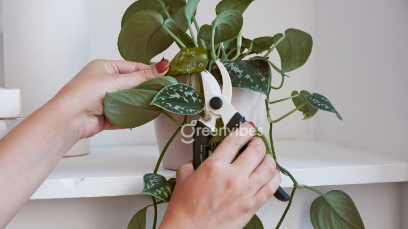 cach-cham-soc-cay-canh-trong-nha-4 Cắt tỉa cây cảnh thường xuyên để loại bỏ sâu bệnh