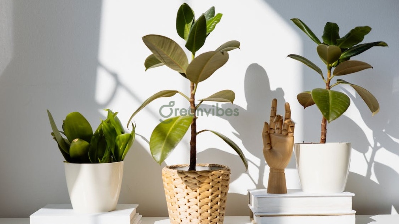 Cách chăm sóc cây cảnh văn phòng tạo không gian xanh hiệu quả