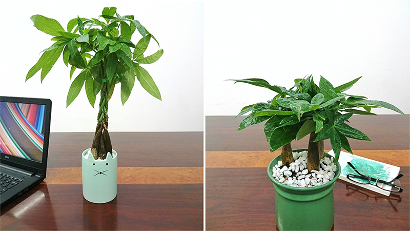 Cách chăm sóc cây Kim Ngân Cach-cham-soc-cay-kim-ngan.jpg